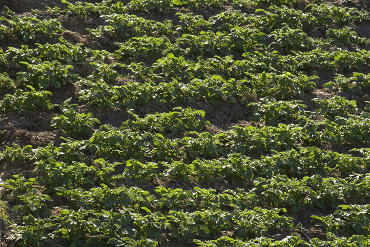 Growing Potatoes in the Low Alpujarra